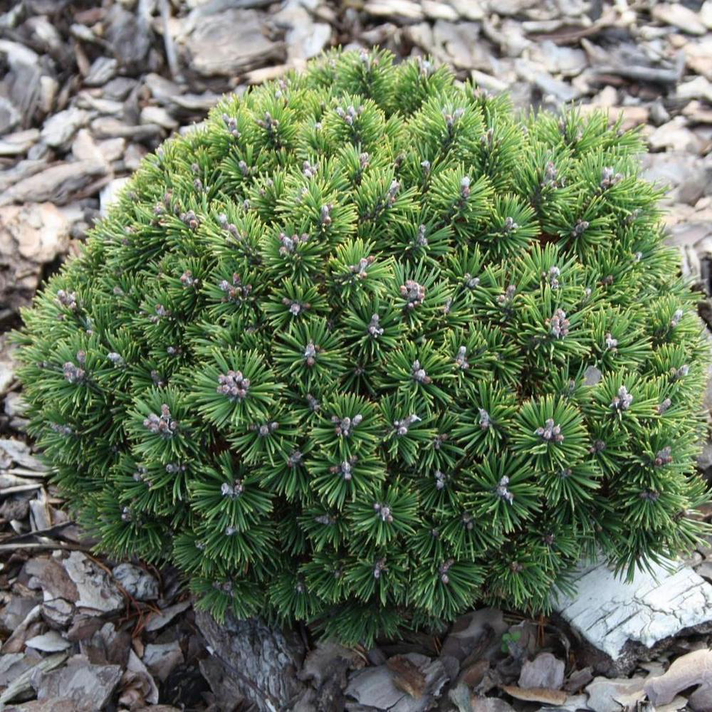 Растение сосна горная Минимопс 10-15 KG 