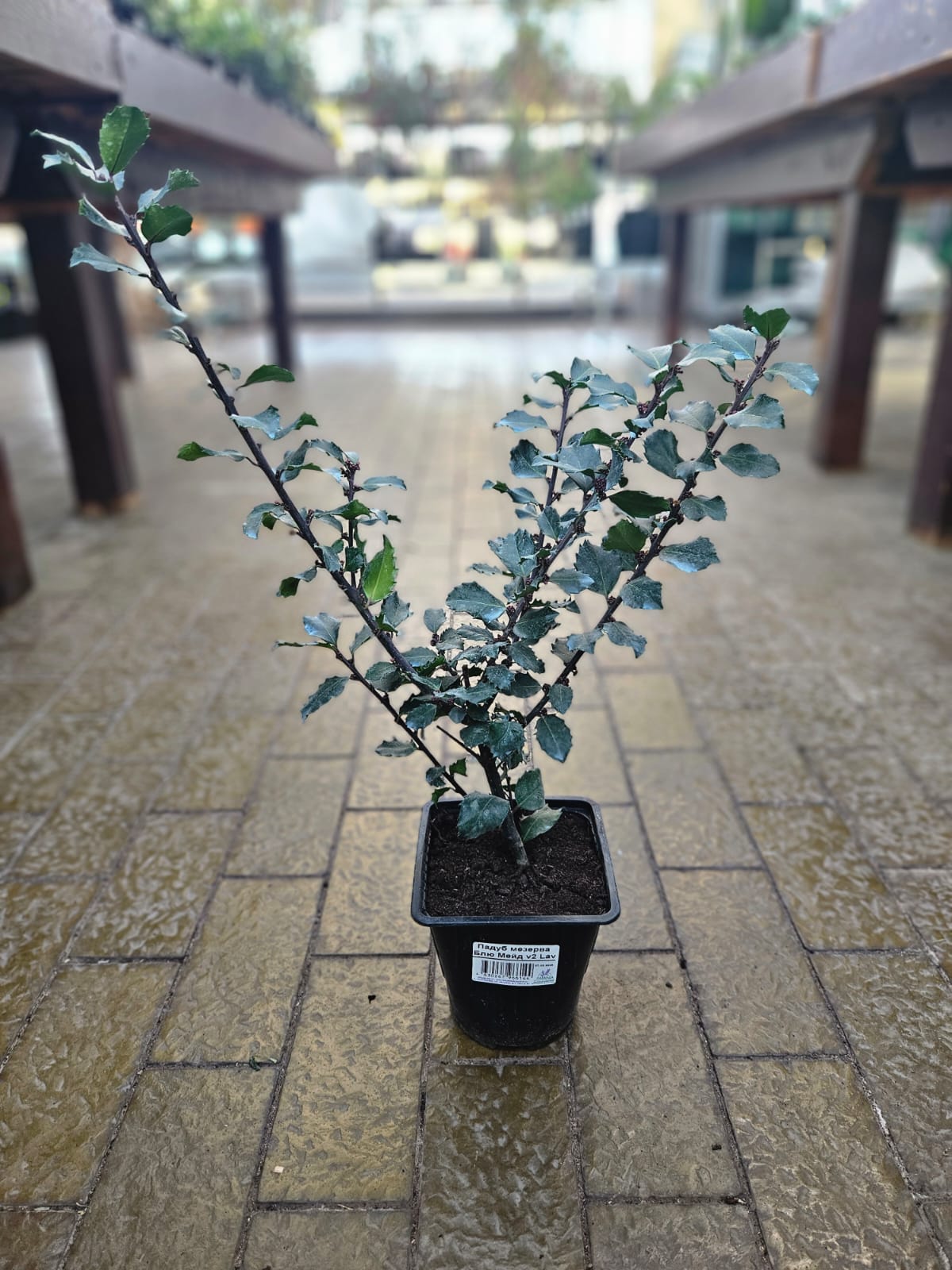 Падуб мезерва Блю Мейд v2 Lav 