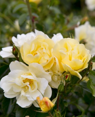 Роза почвопокровная Санни в коробке AV 