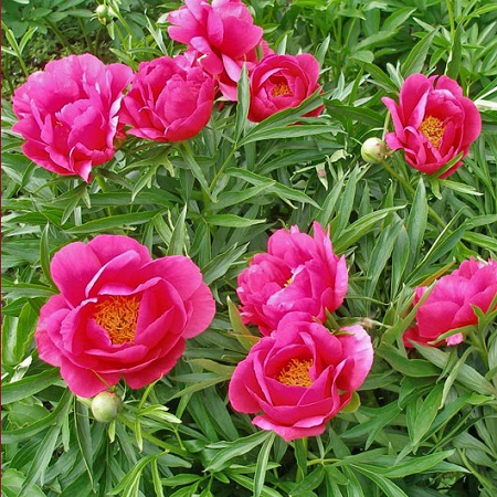 Пион Корал Фей v5 Lav 