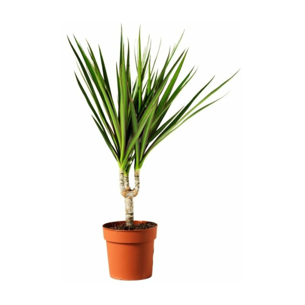 Драцена маргината d10 ЯР 