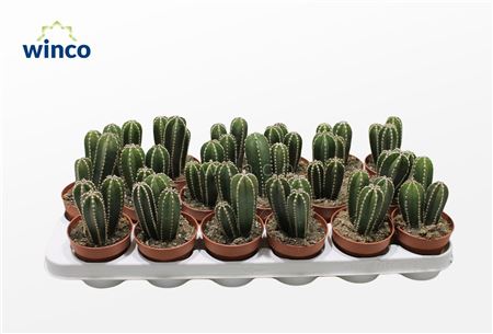 Маргинатоцереус Маргинатус d7 h8 