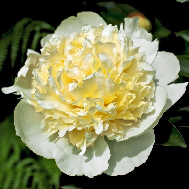 Корневище Пион молочноцветковый Лаура Десерт 1 шт Поиск 