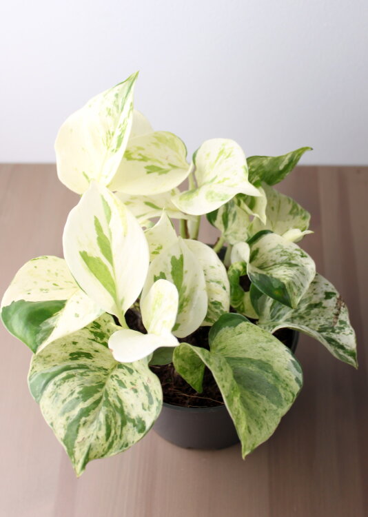 Эпипремнум Хеппи Лиф d12 