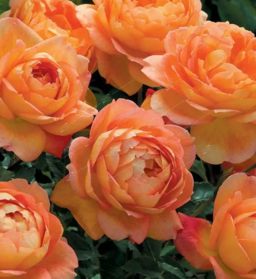 Роза английская Леди оф Шалот С3,5 ЦО 