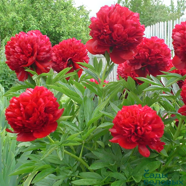 Корневище Пион гибридный Комманд Перформанс   1 шт Поиск 