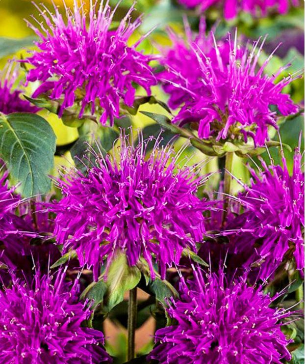 Монарда гибридная Прейринахт, С2, ЦО 