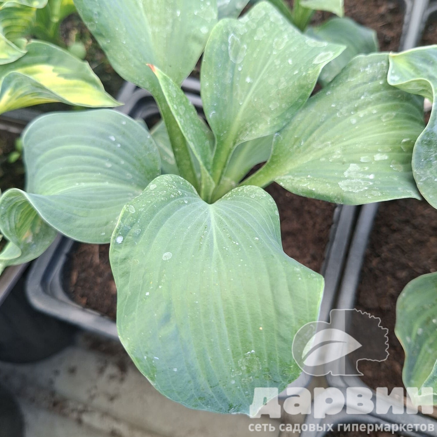 Хоста Голден Медоус v2 Tim 