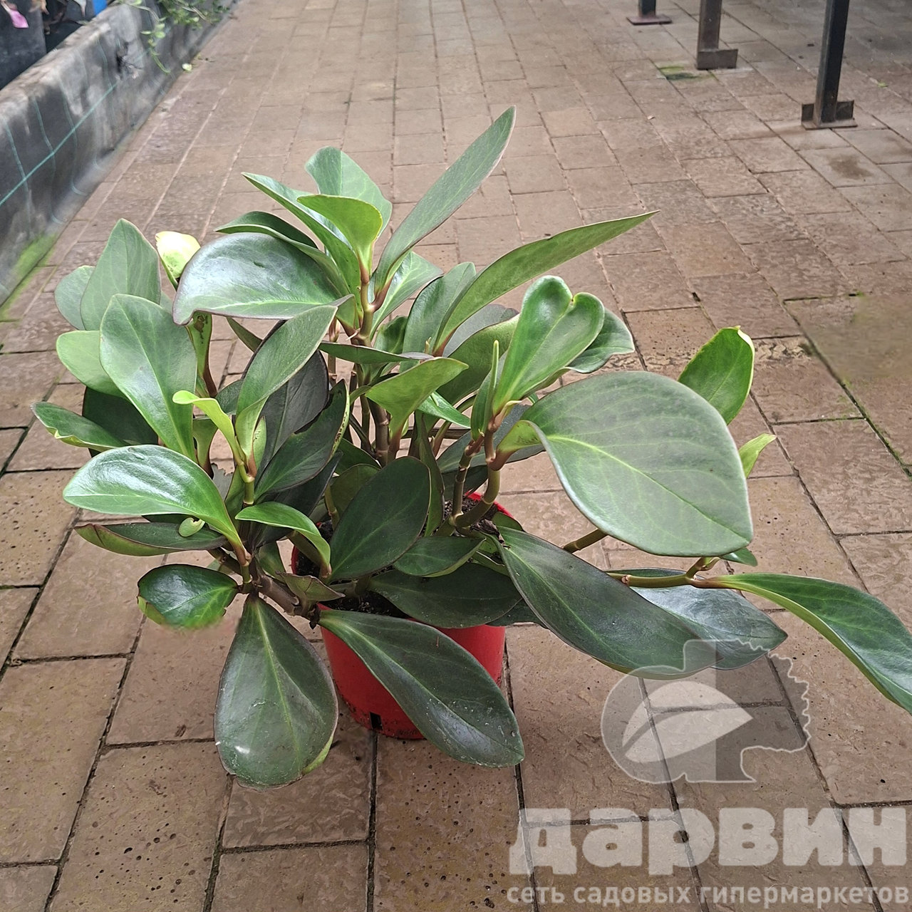 Пеперомия клузиелистная d25 h50-60Tim marked