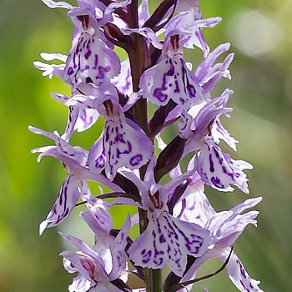 Орхидея садовая Пальчатокоренник фолиорелла Р9 Tw 