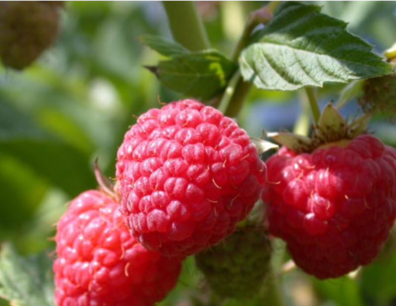 Малина ремонтантная Геракл С2 20-40 ЦО 