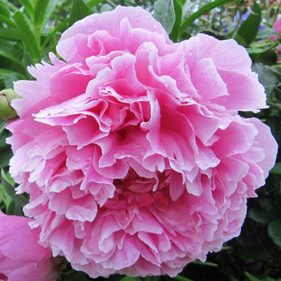 Пион молочноцветковый Александр Флеминг 2-3 1шт Поиск 