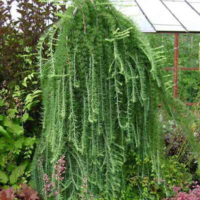 Растение лиственница кемпфера Пендула C7,5, 180-220 Bor по цене  Растение лиственница кемпфера Пендула C7,5, 180-220 Bor