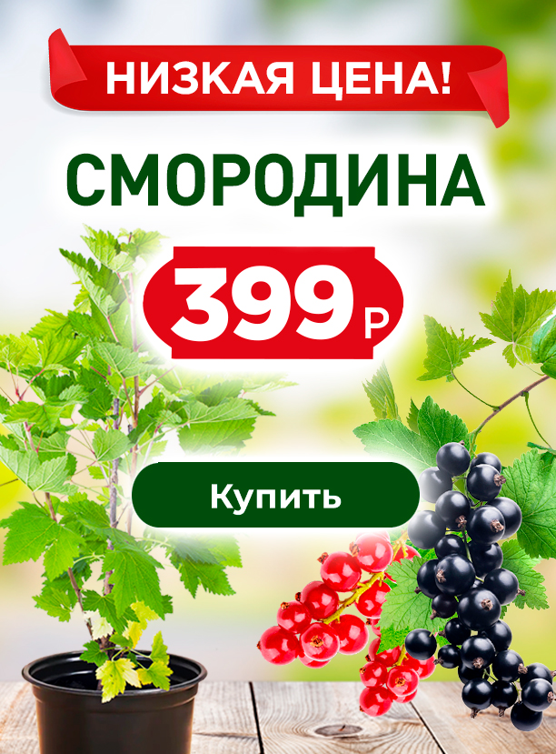 Смородина от 399 руб