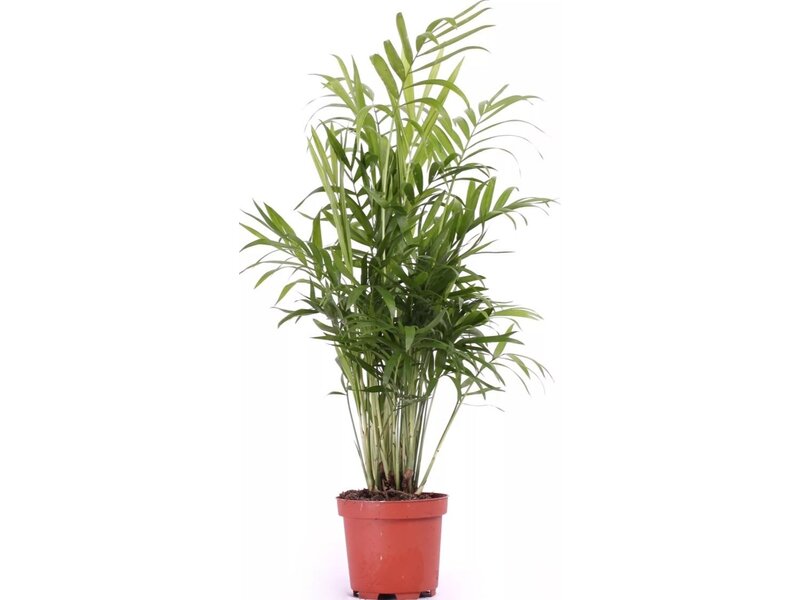 Хамедорея Элеганс d24 h80 