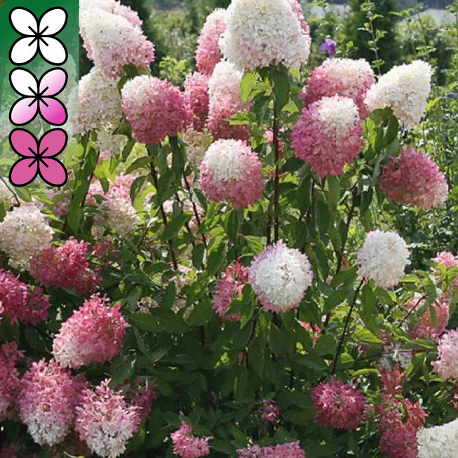 Гортензия метельчатая Долли с5 FD 