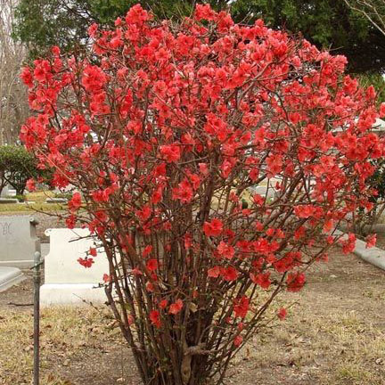 Айва японская Файер Дэнс v2 Lav 