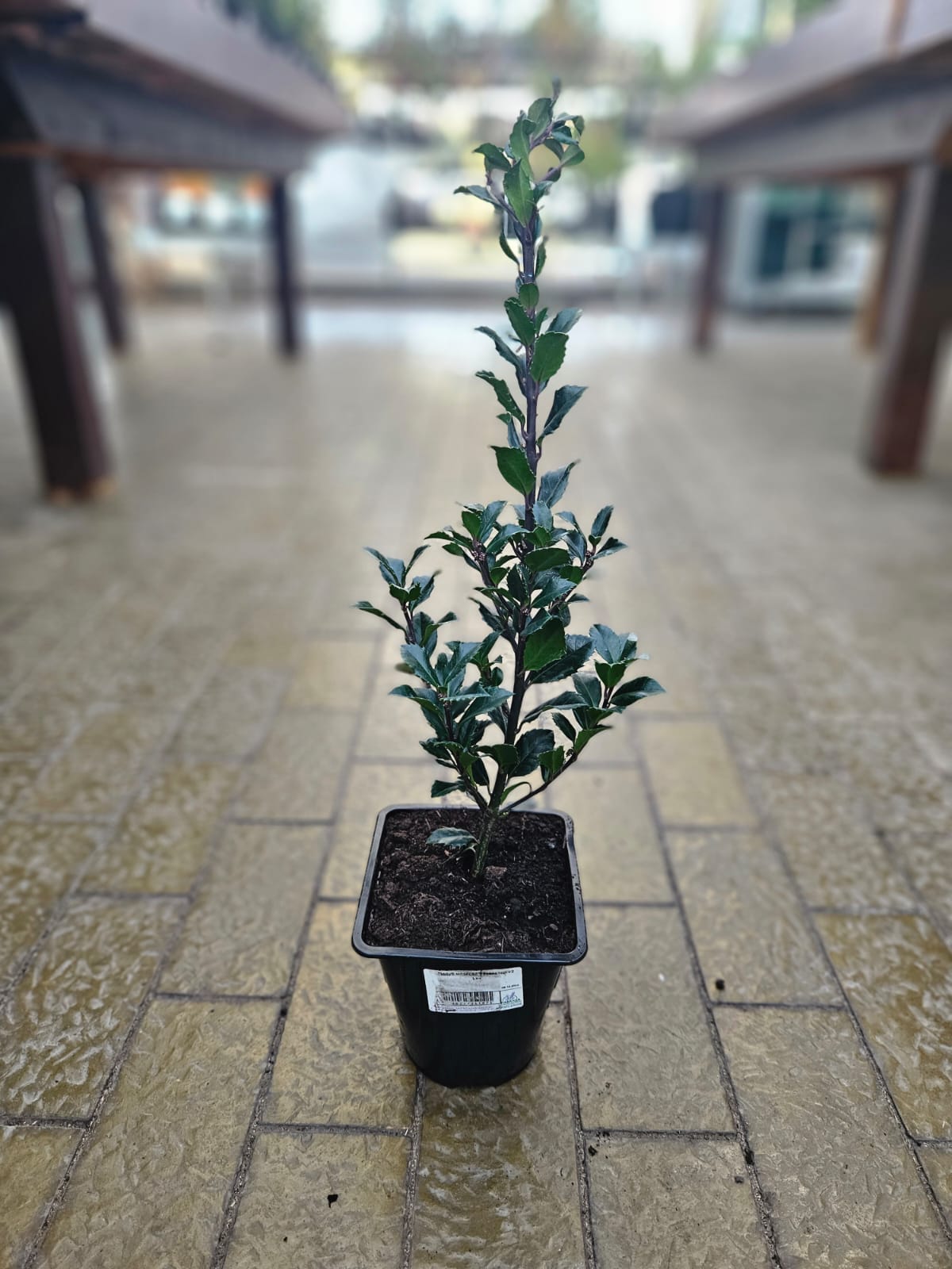 Падуб мезерва Хекенстар v2 Lav 