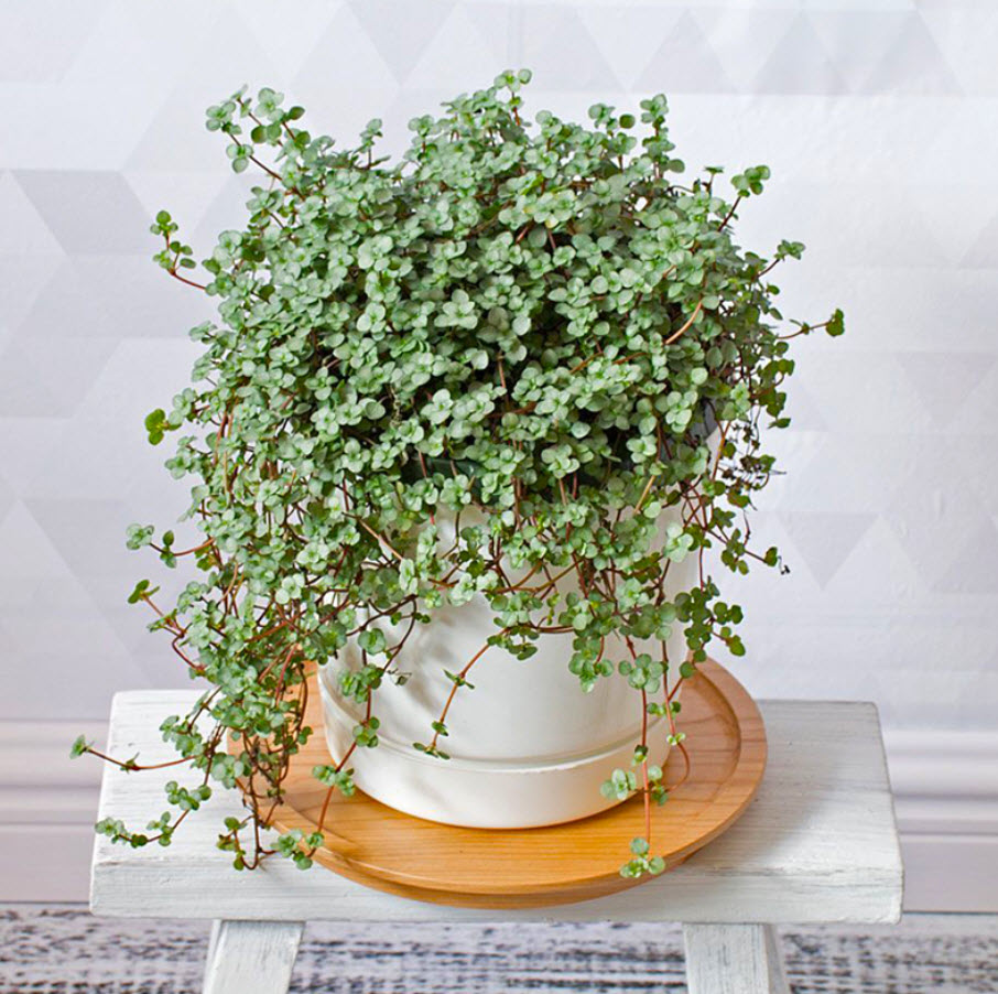 Пилея сизолистная микс d7 h10 ХР 