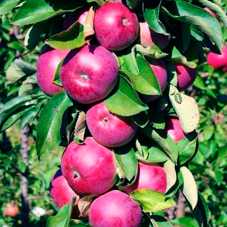 Яблоня колон Аркаим v 5-10 