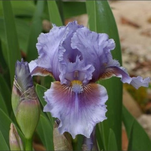 Ирис германский Мегленторп v2 Tim 