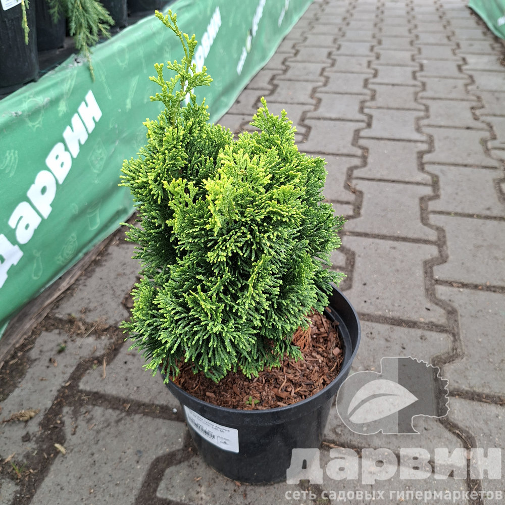 Кипарисовик тупой Аврора 20-25 cm cont. 3,0L Mt 