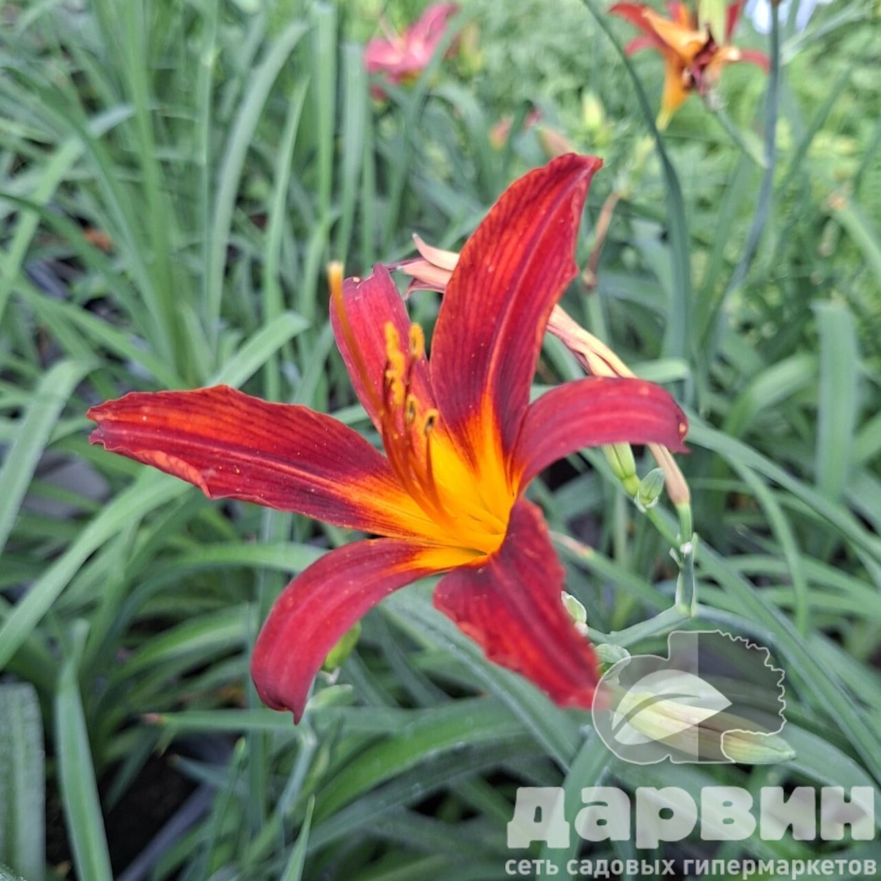 Лилейник Франс Халс v2 Tim 