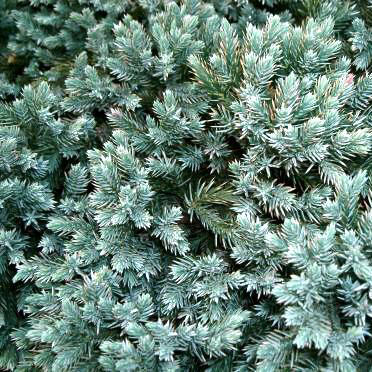 Растение можжевельник чешуйчатый Блю Карпет С25, 100-120см 