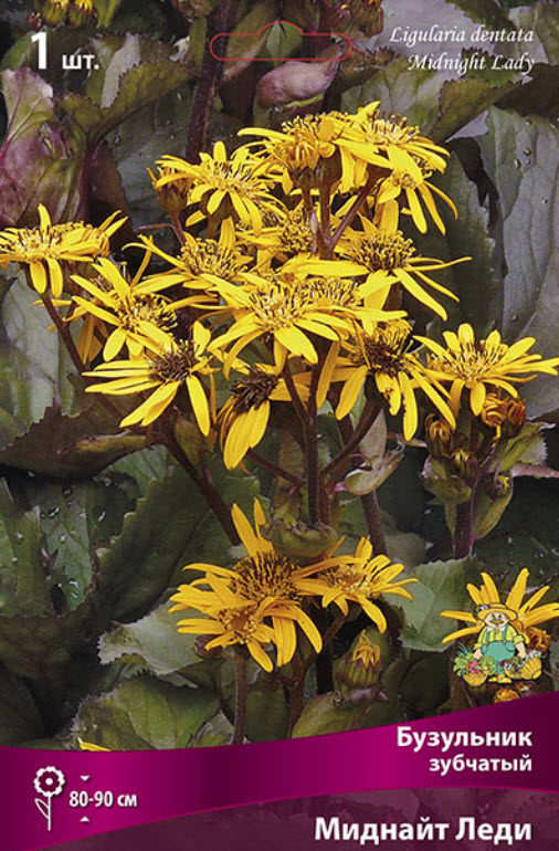 Корневище Бузульник зубчатый Миднайт Леди 1шт. Поиск 