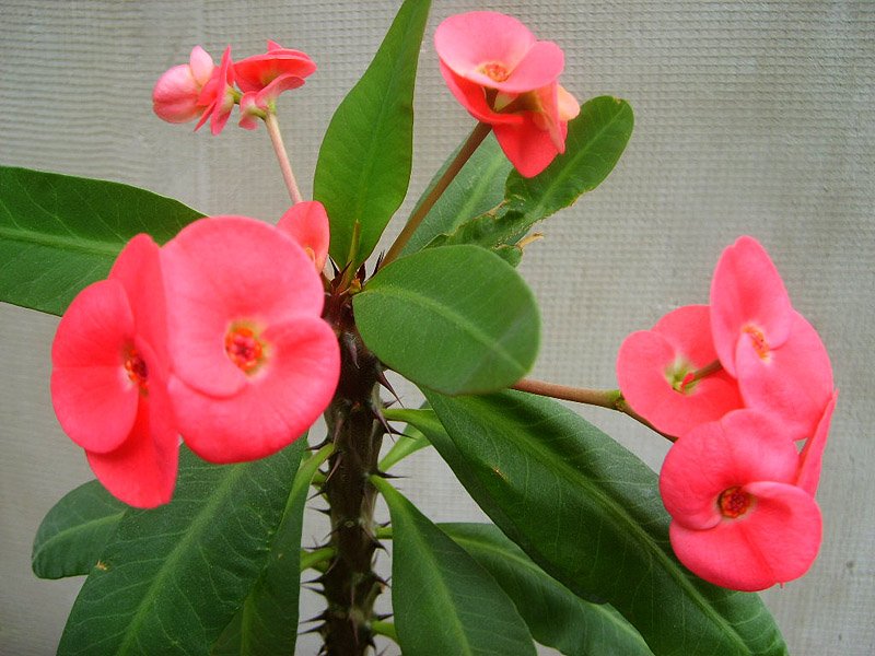 Молочай Милиуса d13 h25 