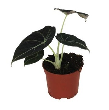 Алоказия Блек Вельвет d12 h25 