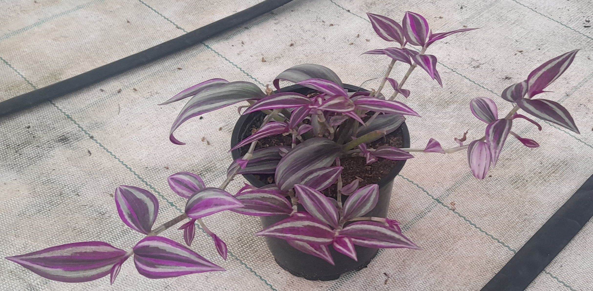 Традесканция