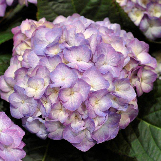 Гортензия крупнолистная Графин Коcел блю v5 Fr 