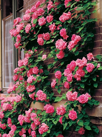 Роза плетистая Темпера в коробке AV 