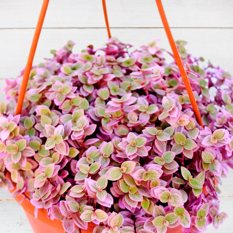 Каллизия Розовая пантера кашпо d15 ХР 