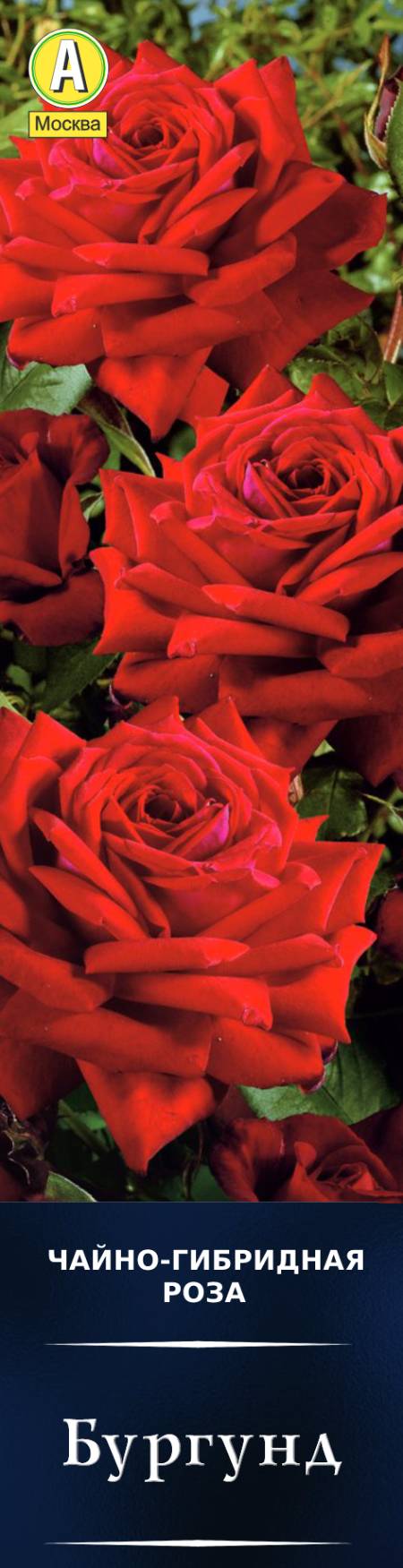 Роза чайно-гибридная Бургунд в коробке Аэлита 