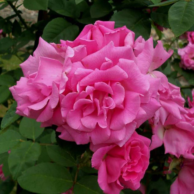 Роза плетистая Зефирин Друэн в коробке ЦО 