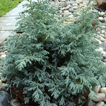 Кипарисовик горохоплодный "Беби Блю" P17, 20-25 