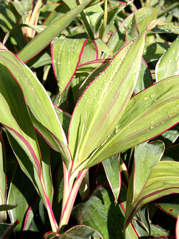 Кордилина Baby Doll d11 Tim 