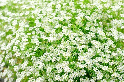 Корневище Гипсофила ползучая Филоу Вайт (I )1 шт Поиск 