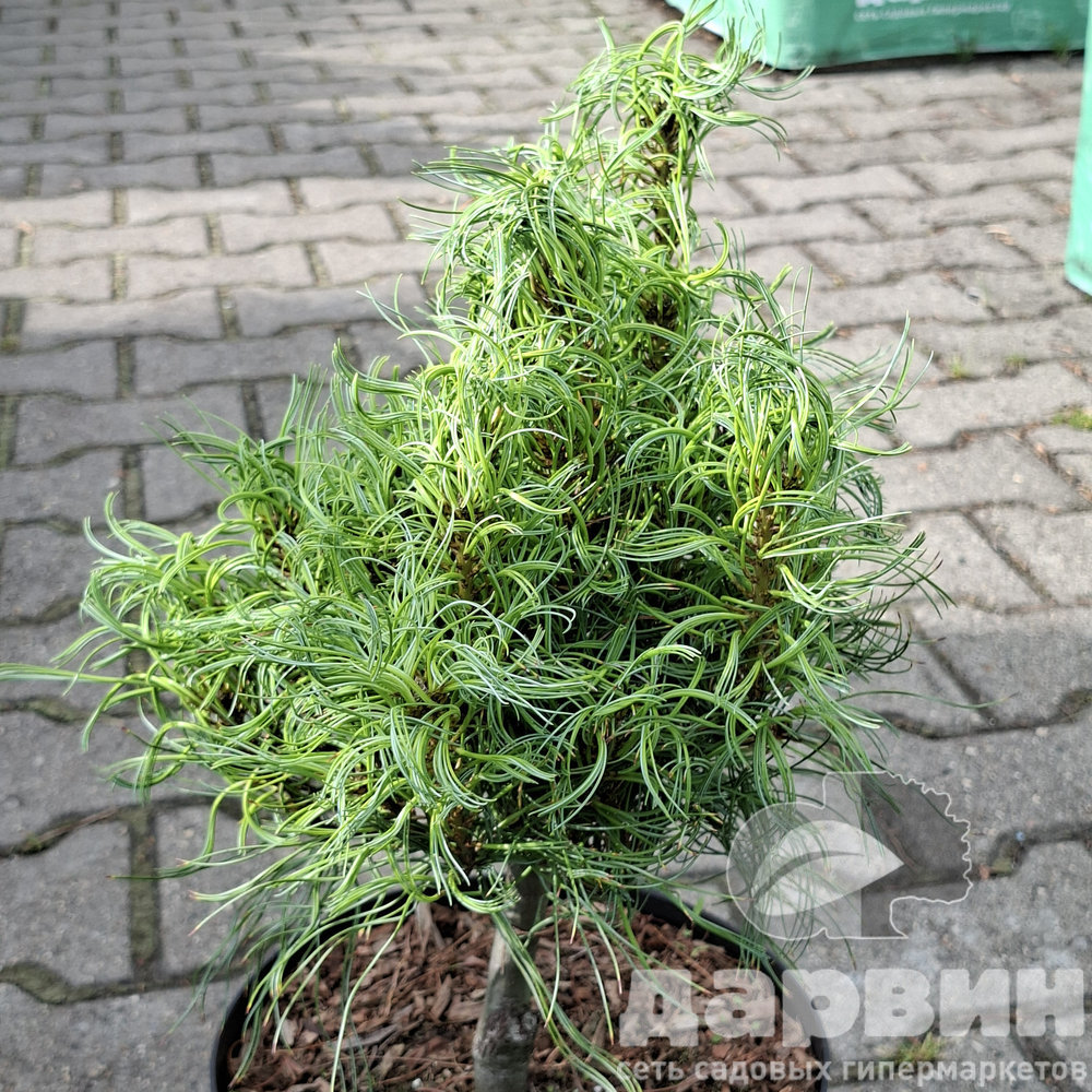 Сосна веймутова Сквиглез 20-25 cm cont. 4,0L Mt 