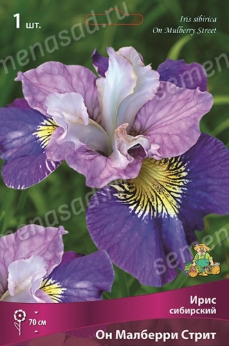 Кореневище Ирис сибирский Он Малберри Стрит 1шт Поиск 