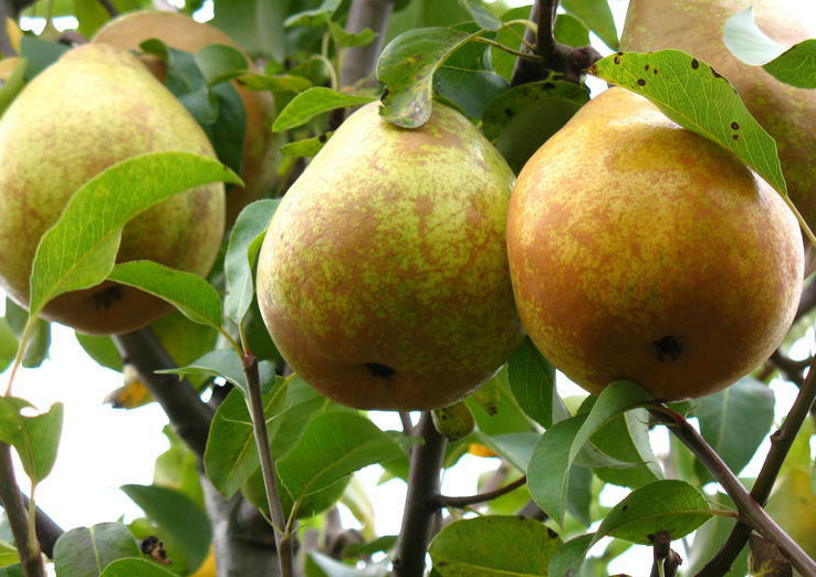 Груша Прибалтийская Маслянистая средн v7 100-140 Tim по цене  Груша Прибалтийская Маслянистая средн v7 100-140 Tim