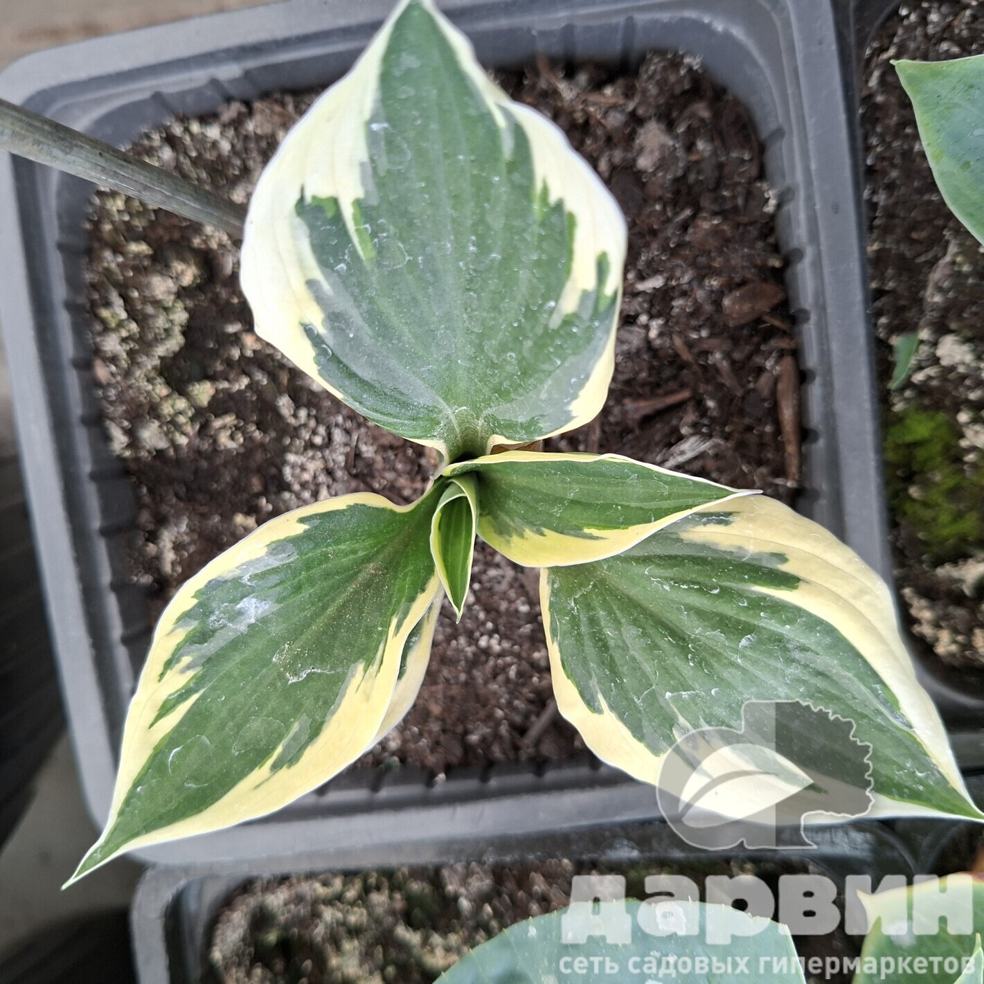 Хоста Минитмен v2 Tim 