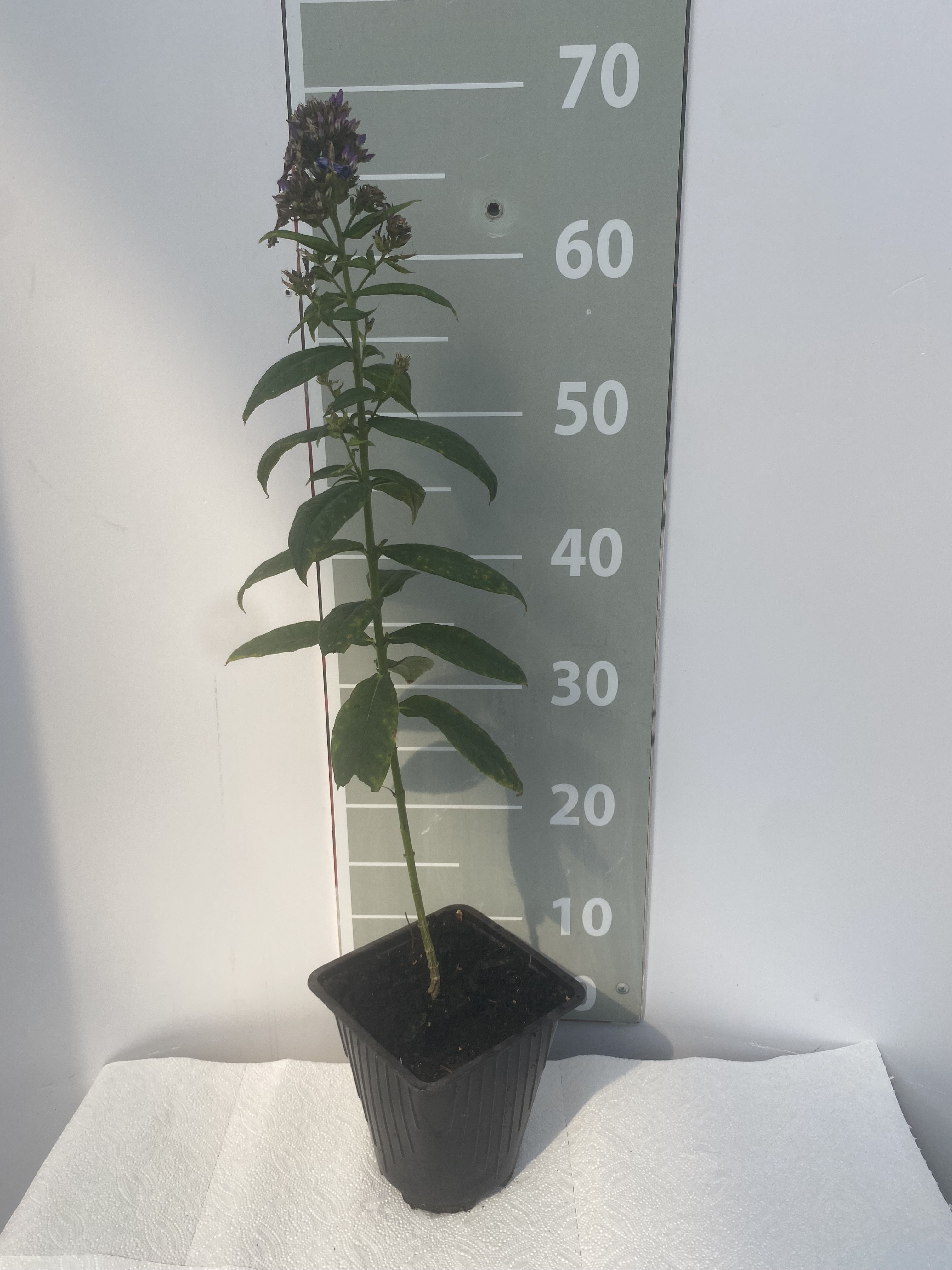 Флокс метельчатый Бордер Гем v2 Lav 