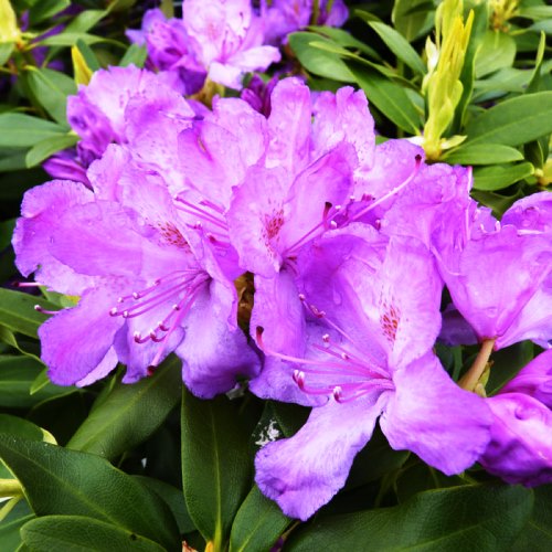 Рододендрон Катевбинский Грандифлора С45 60-70см 