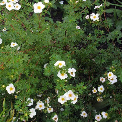 Лапчатка кустарниковая Сноуфлейк С2, 20-30см 