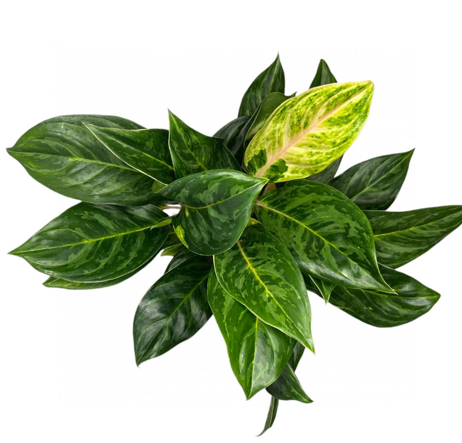 Аглаонема Коко Грин d12 h45 