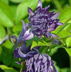 Клематис Mary Rose GV C2 CL 