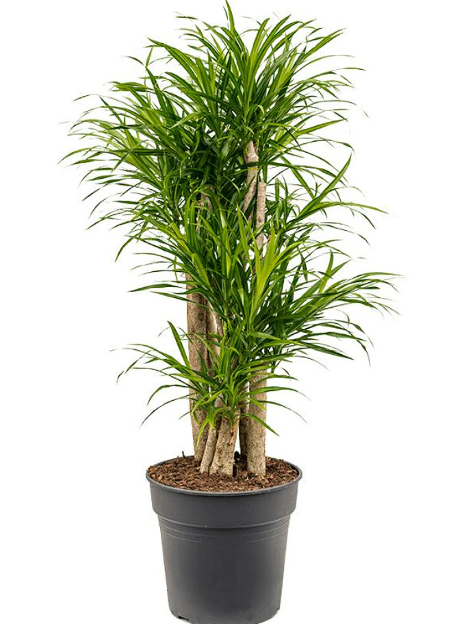 Драцена Анита штам вертакт d24 h100 